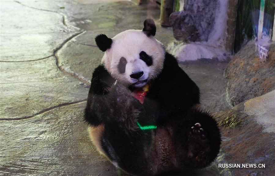Индивидуальные способы спасения от зноя для обитателей хайнаньского зоопарка