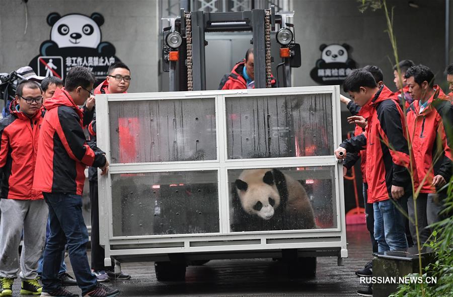 （社会）（5）大熊猫“如意”“丁丁”启程前往俄罗斯