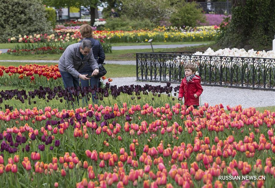 В Морже проходит фестиваль тюльпанов-2019