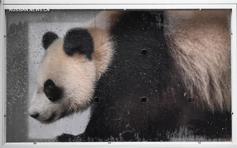 Большие панды отправились из Китая в Россию