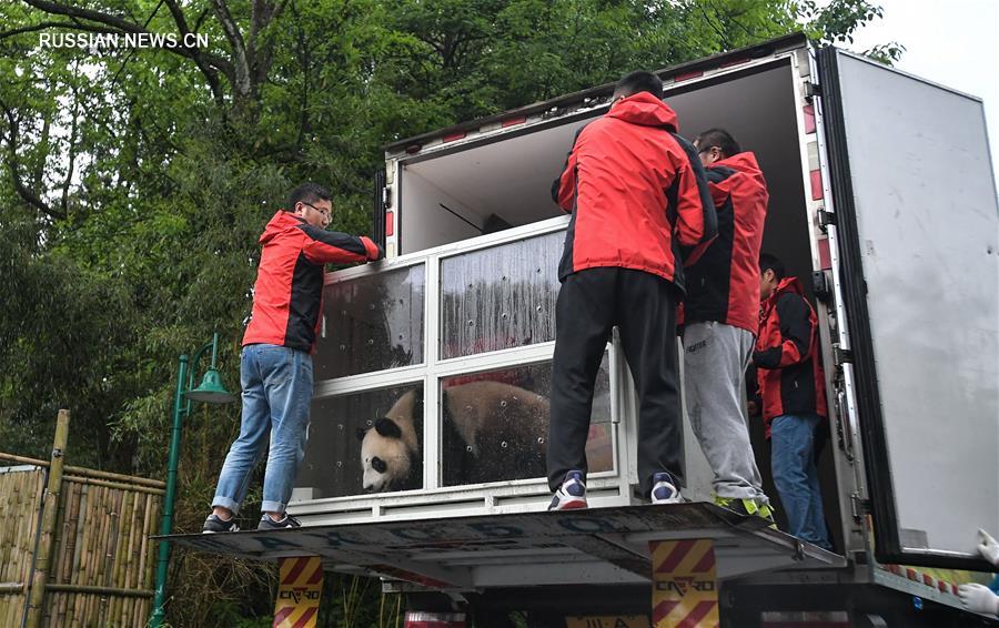 Большие панды отправились из Китая в Россию