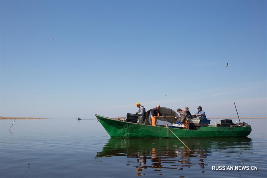 Артель рыбаков добывает корюшку в районе Новой Ладоги
