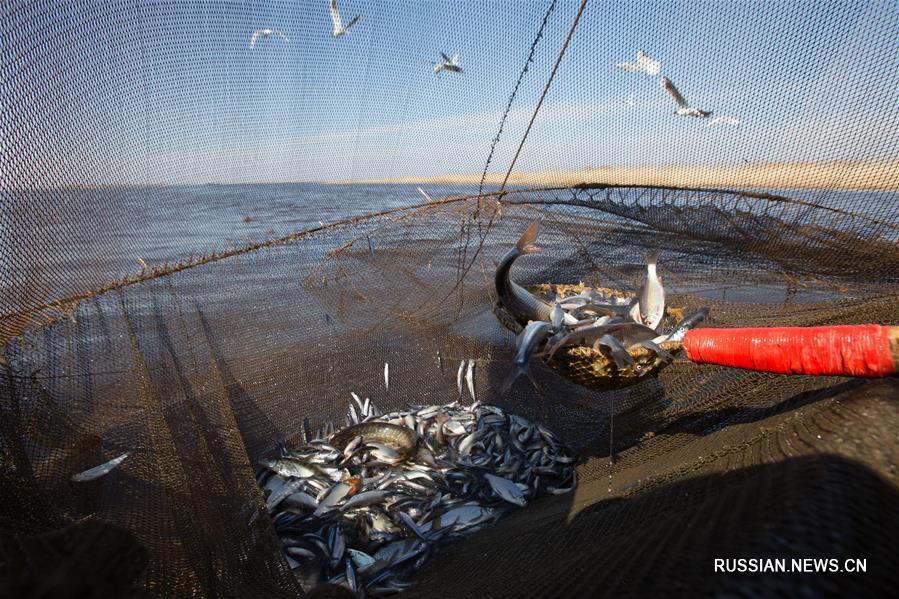 Артель рыбаков добывает корюшку в районе Новой Ладоги