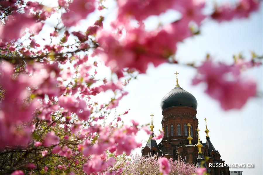 Столетняя церковь среди весенних цветов в Харбине