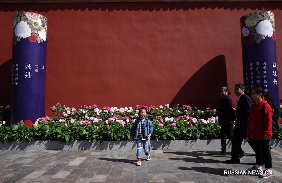 Выставка пионов открылась в Запретном городе в Пекине