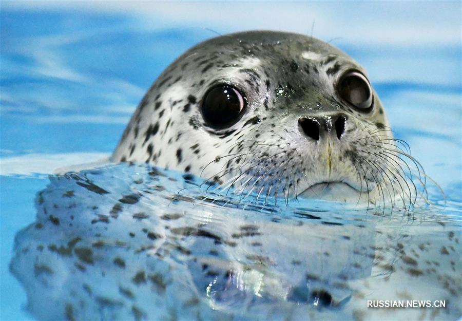 В Харбине открылся "детский сад" для детенышей тюленя