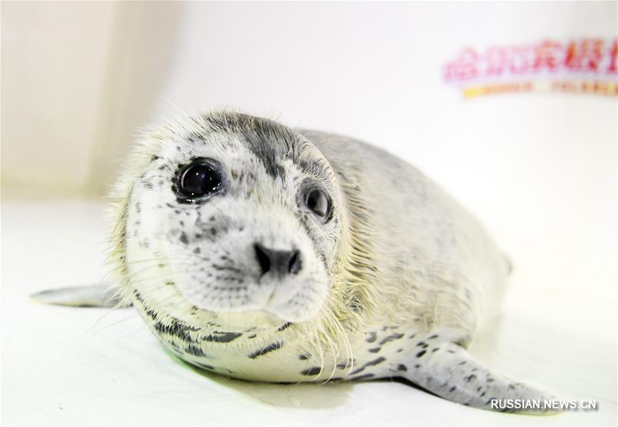 В Харбине открылся "детский сад" для детенышей тюленя