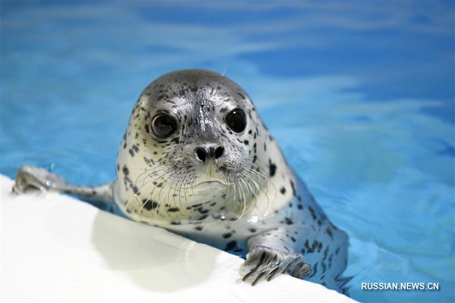 В Харбине открылся "детский сад" для детенышей тюленя