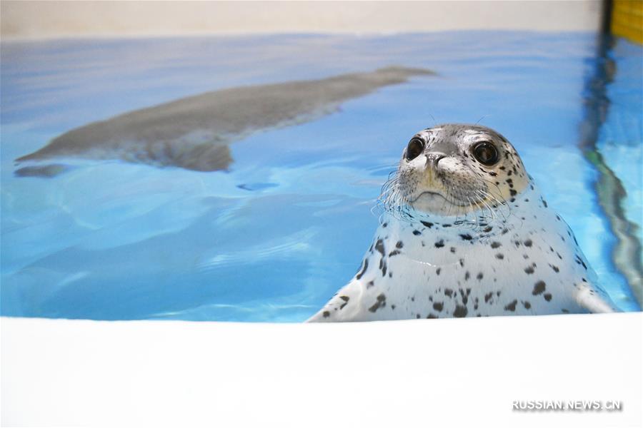 В Харбине открылся "детский сад" для детенышей тюленя