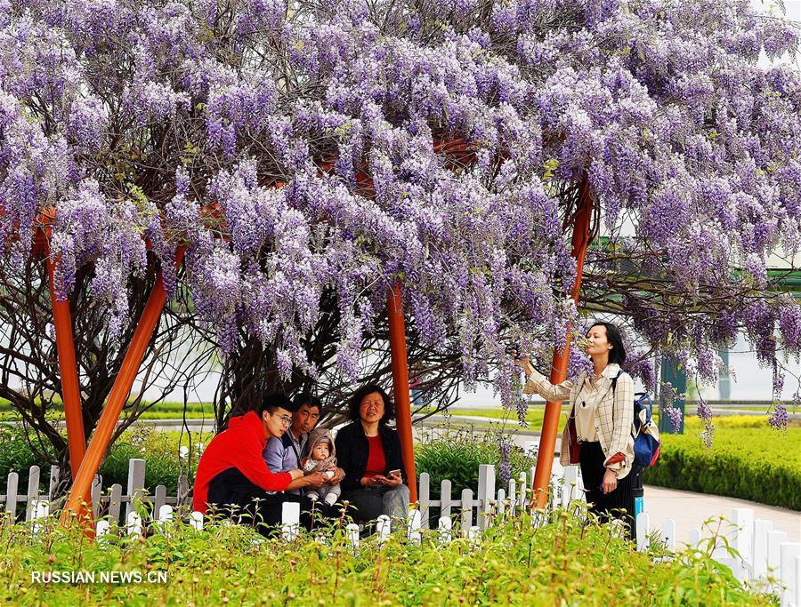 Цветение глицинии в провинции Шаньдун