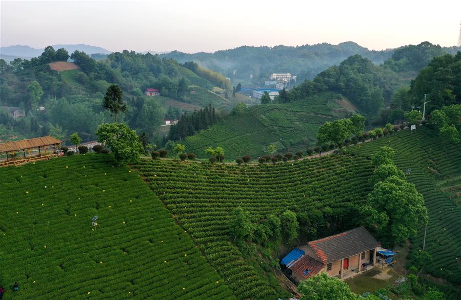 Живописные пейзажи чайных плантаций в провинции Аньхой