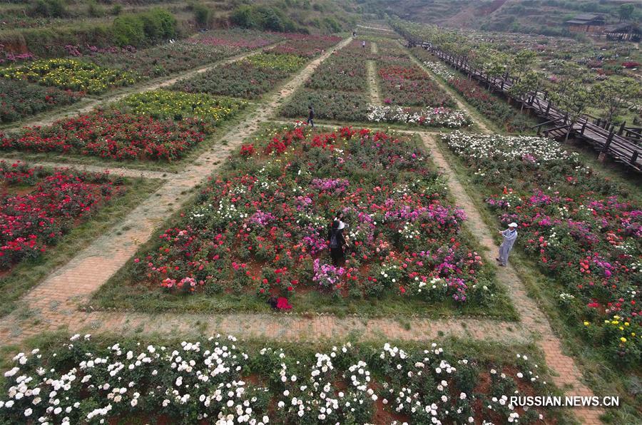 Пестрые цветы в ландшафтной зоне в уезде Фуюань провинции Юньнань привлекают туристов