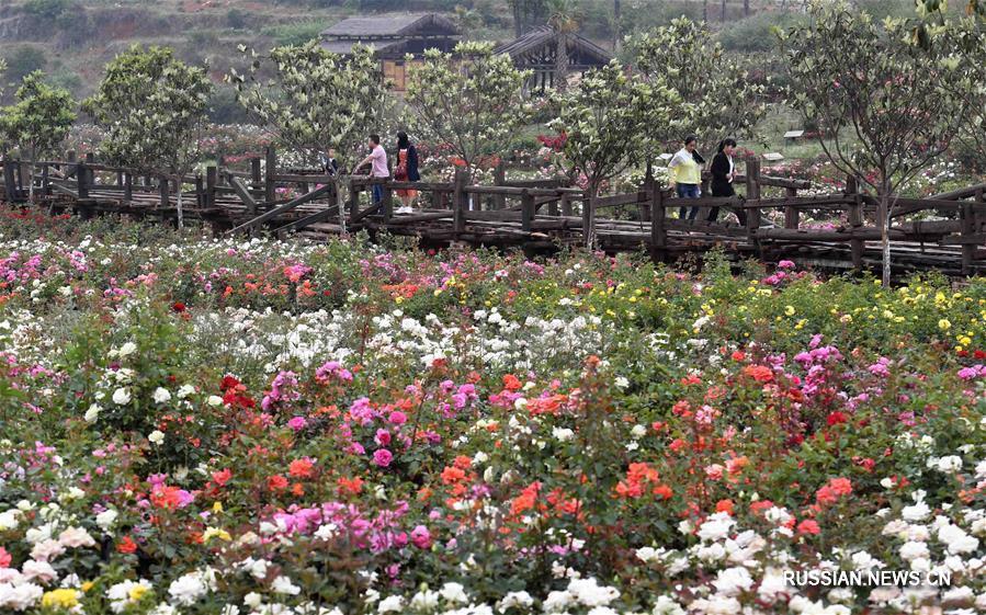 Пестрые цветы в ландшафтной зоне в уезде Фуюань провинции Юньнань привлекают туристов