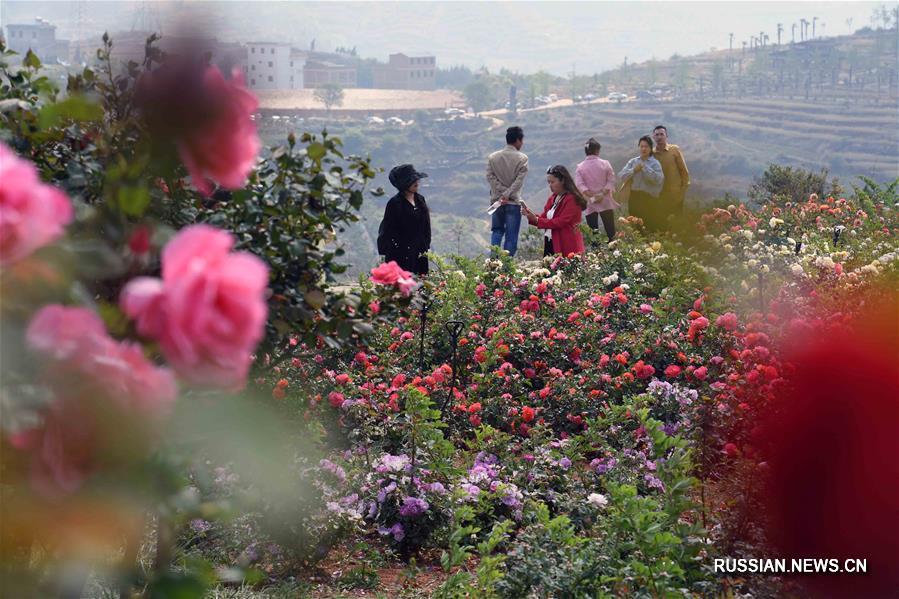 Пестрые цветы в ландшафтной зоне в уезде Фуюань провинции Юньнань привлекают туристов