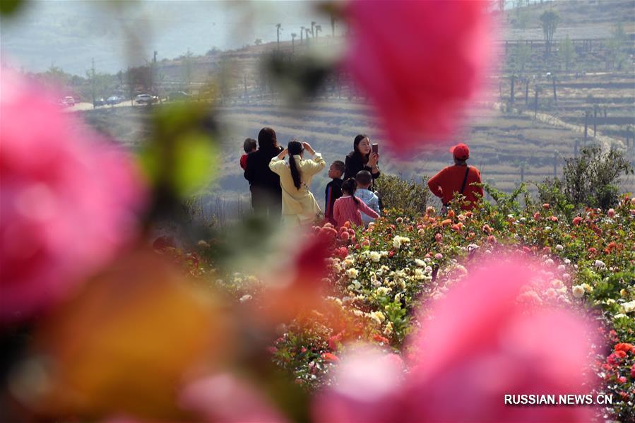 Пестрые цветы в ландшафтной зоне в уезде Фуюань провинции Юньнань привлекают туристов