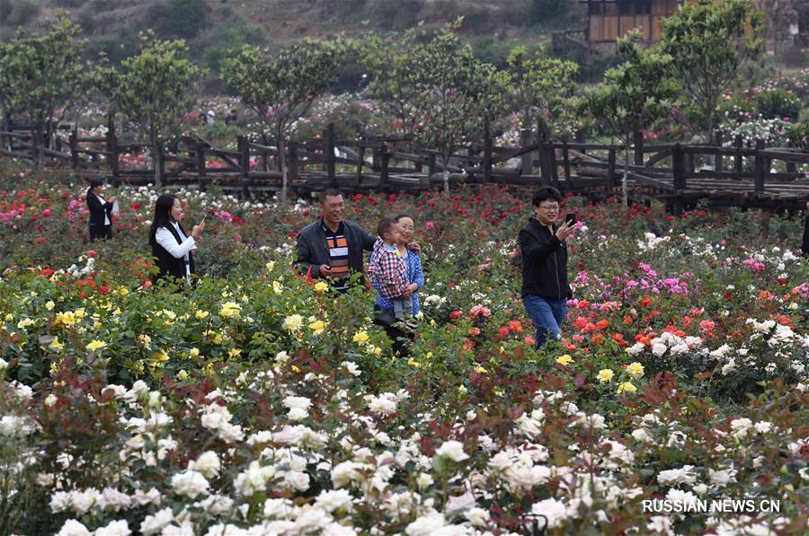 Пестрые цветы в ландшафтной зоне в уезде Фуюань провинции Юньнань привлекают туристов