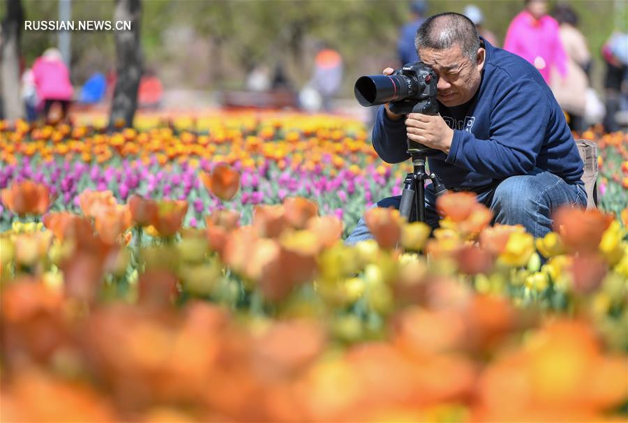 Цветение тюльпанов в Чанчуньском парке
