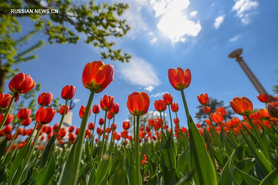 Цветение тюльпанов в Чанчуньском парке