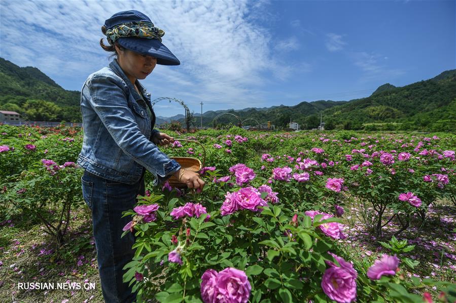 Сад роз на востоке Китая