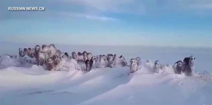Четыре человека погибли в результате снежной бури в Южно-Гобийском аймаке в Монголии