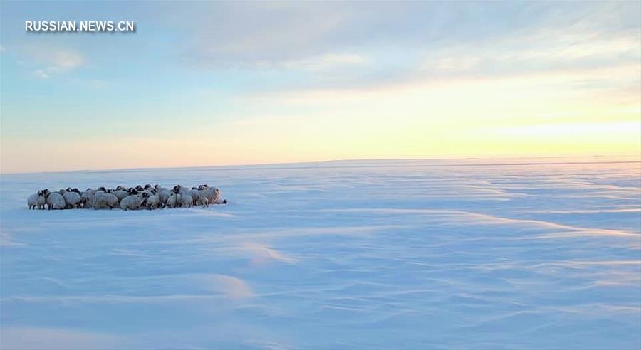 Четыре человека погибли в результате снежной бури в Южно-Гобийском аймаке в Монголии