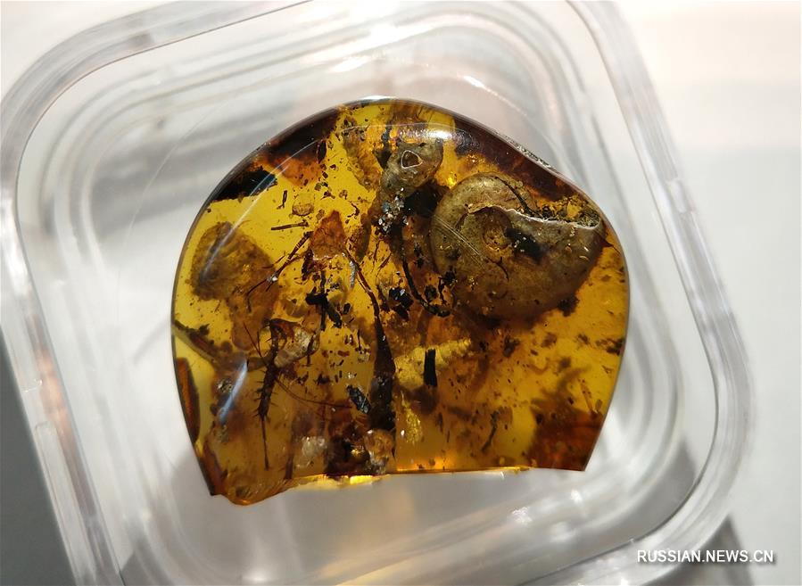 Китайские ученые обнаружили в янтаре доисторический морской организм
