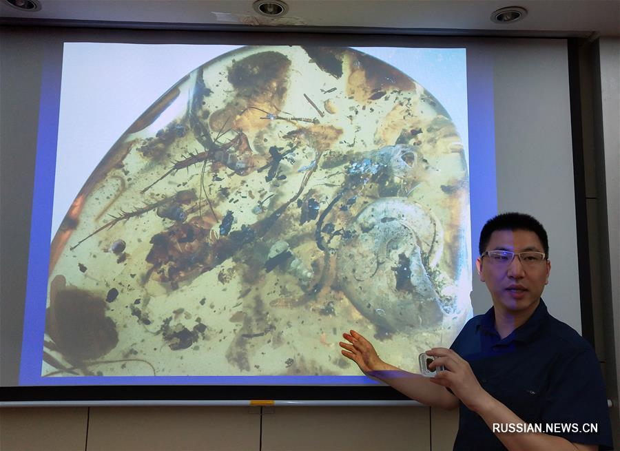 Китайские ученые обнаружили в янтаре доисторический морской организм