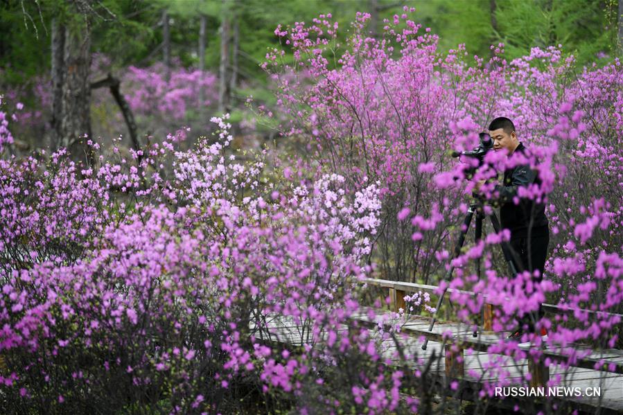 Цветение азалий в провинции Хэйлунцзян