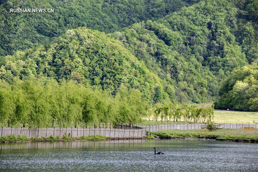 Май на озере Дацзю в лесном районе Шэньнунцзя