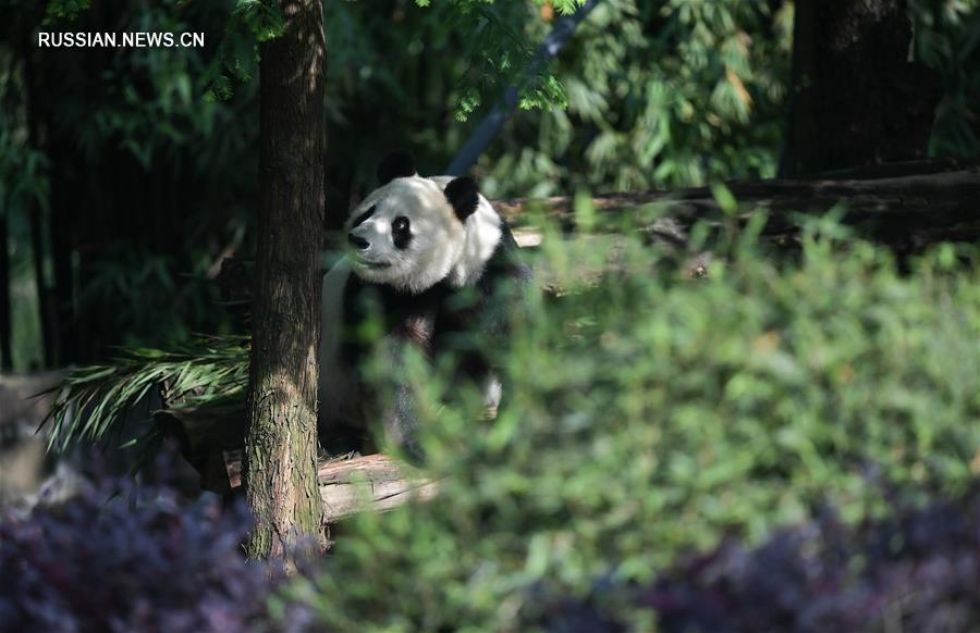 Два бамбуковых медведя вернулись на родину после пребывания в США