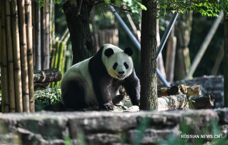Две больших панды вернулись в Китай из США
