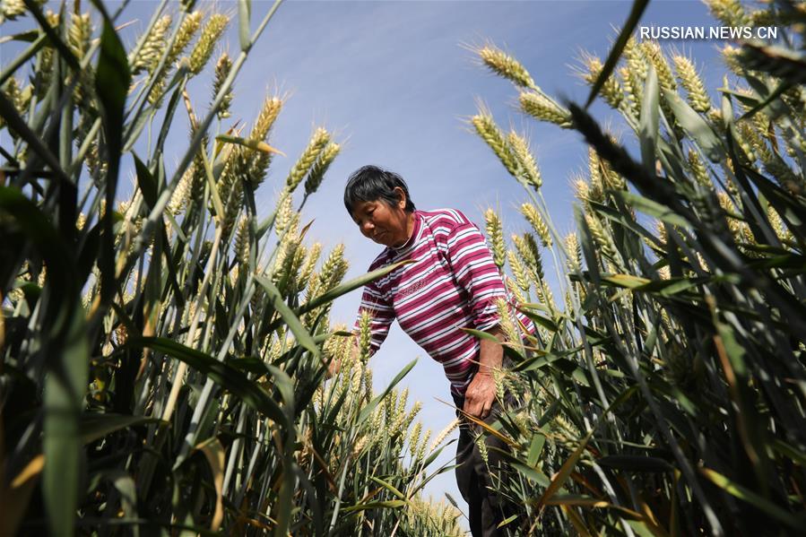 Новый урожай пшеницы поспевает в Китае