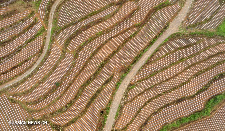 Поля-террасы в провинции Хубэй