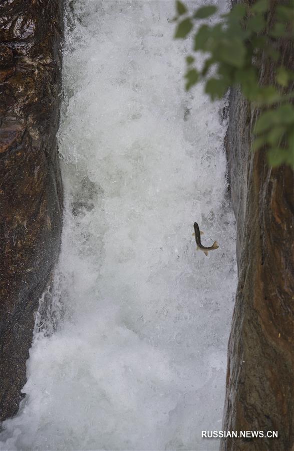 Подъем рыбы по водопаду в провинции Шэньси 