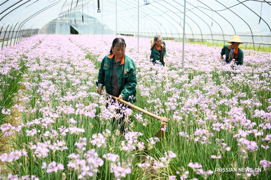 Выращивание цветов в поселке Тунъян провинции Аньхой
