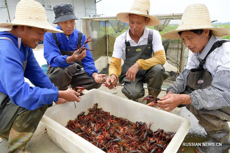 Вкусных раков производят в уезде Наньчан провинции Цзянси