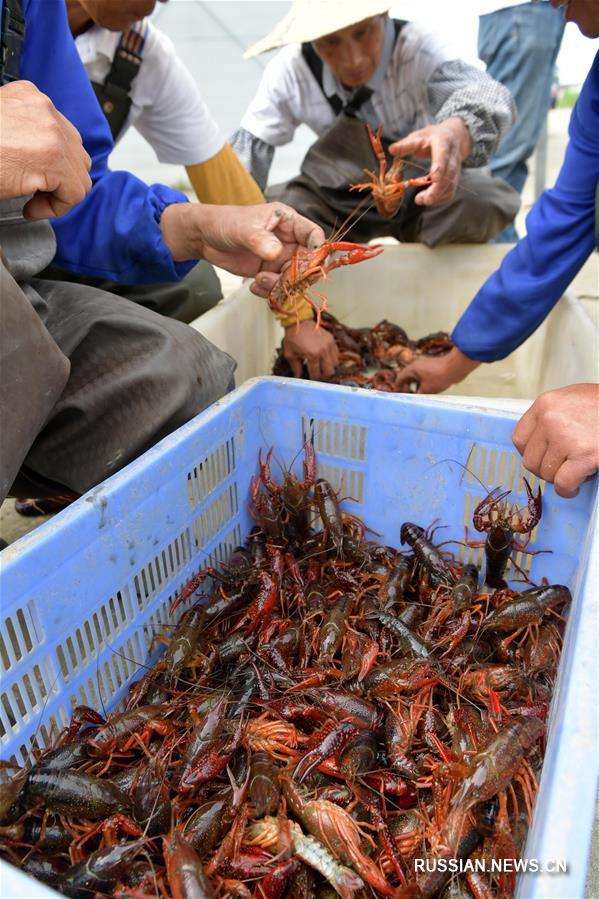 Вкусных раков производят в уезде Наньчан провинции Цзянси