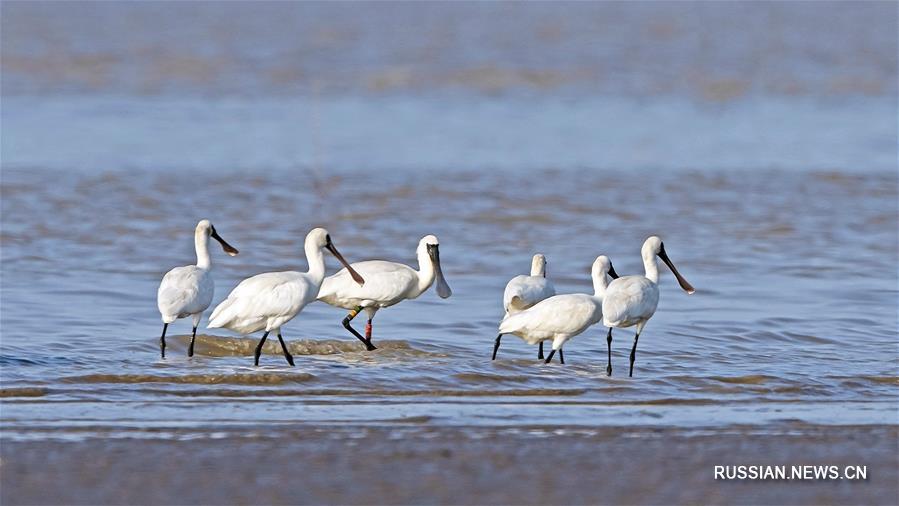 Заболоченные угодья в устье реки Миньцзян -- рай для птиц