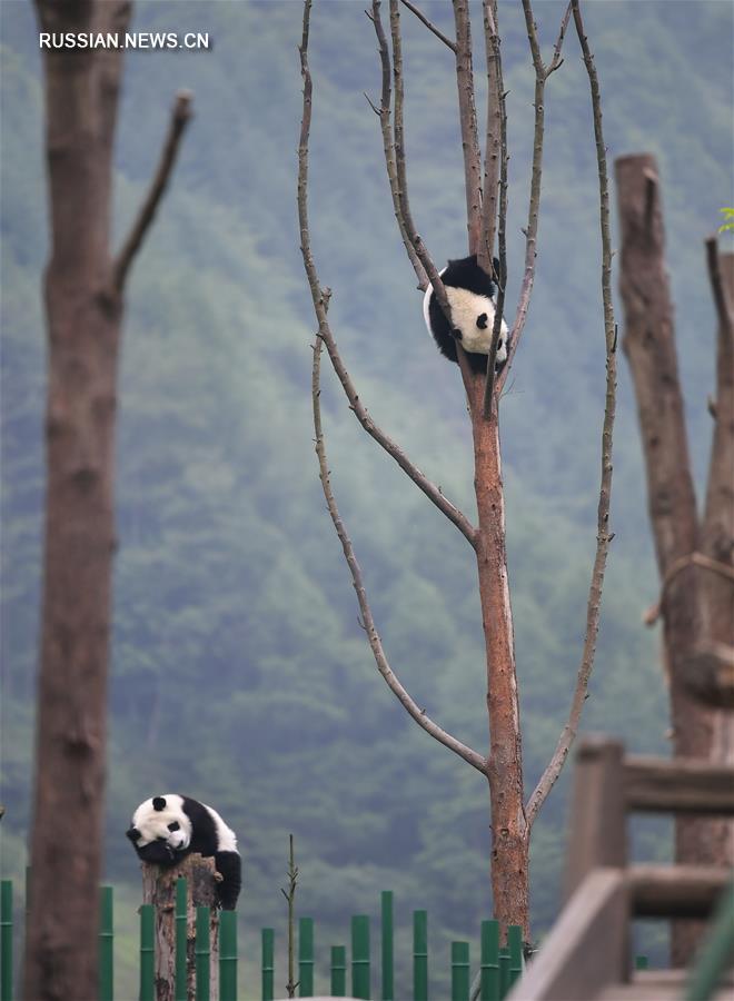 "Детский сад" для больших панд