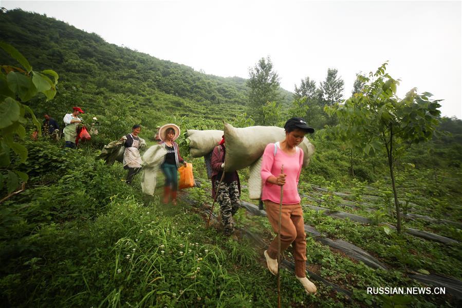 Разведение тутового шелкопряда в провинции Гуйчжоу 