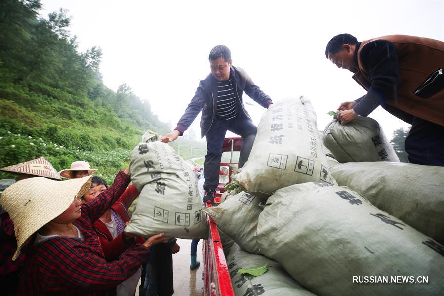 Разведение тутового шелкопряда в провинции Гуйчжоу 