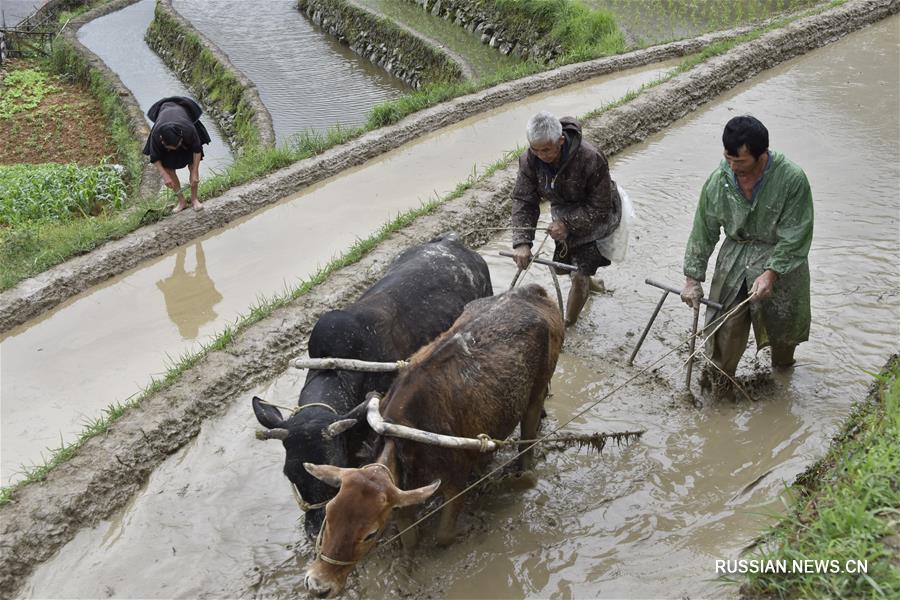 Летние заботы китайских фермеров
