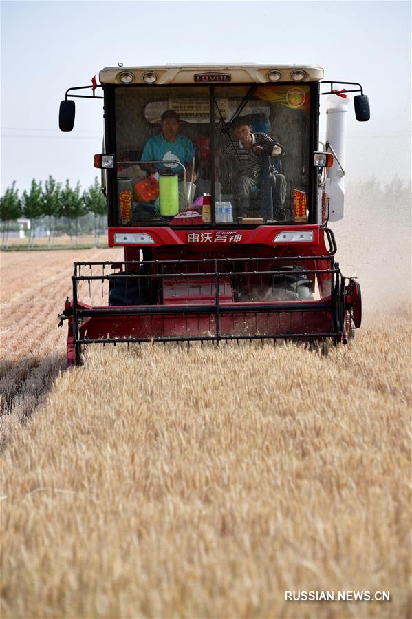 В провинции Хэнань началась уборка урожая пшеницы