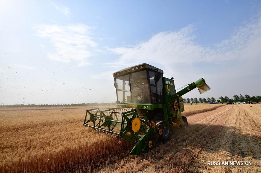 В провинции Хэнань началась уборка урожая пшеницы