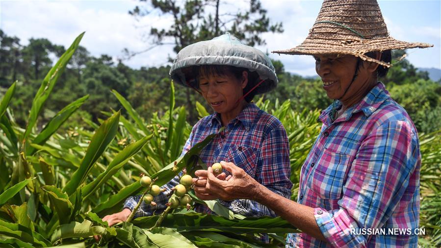 Плантация лекарственных растений в Гуанси превратилась в туристический аттракцион