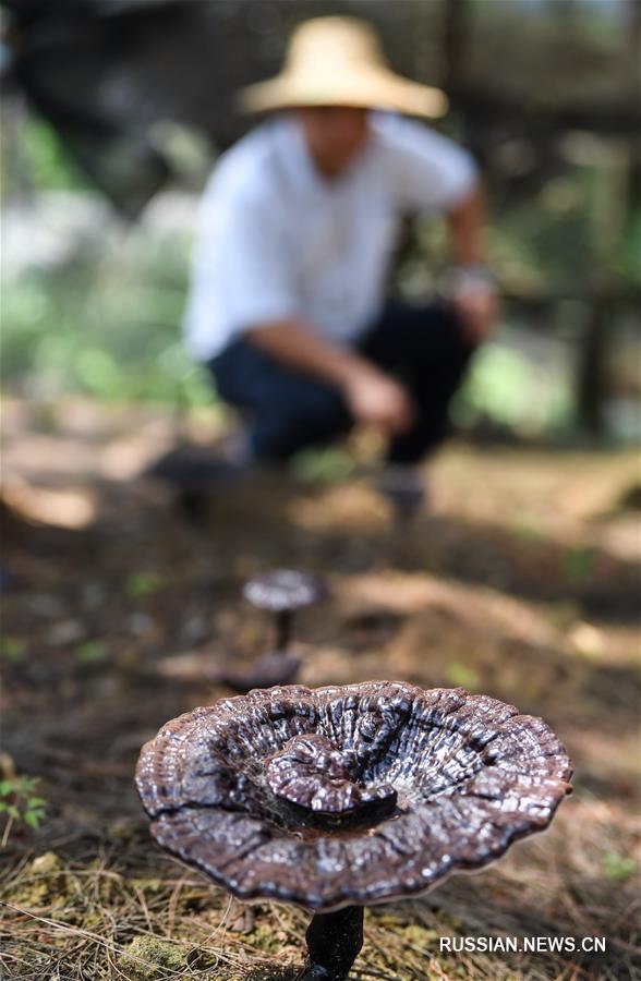 Плантация лекарственных растений в Гуанси превратилась в туристический аттракцион