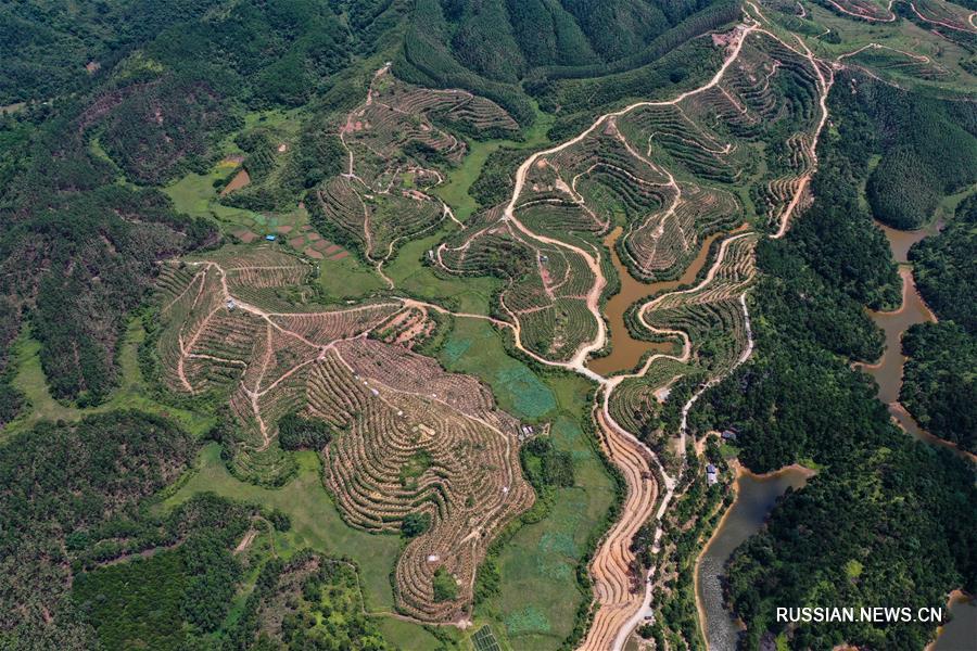 Плантация лекарственных растений в Гуанси превратилась в туристический аттракцион