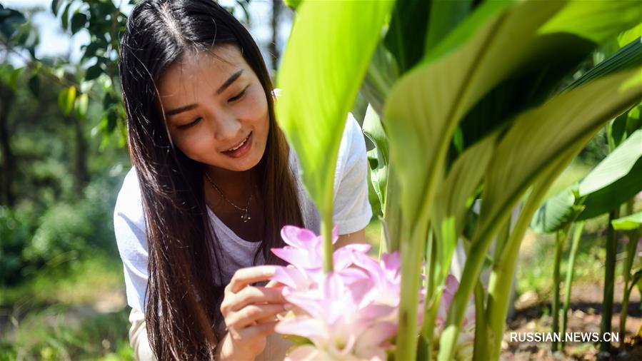 Плантация лекарственных растений в Гуанси превратилась в туристический аттракцион