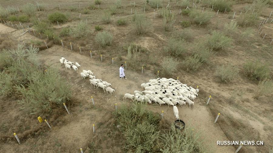 Молодой специалист разводит овец и баранов в Нинся