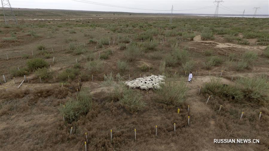 Молодой специалист разводит овец и баранов в Нинся